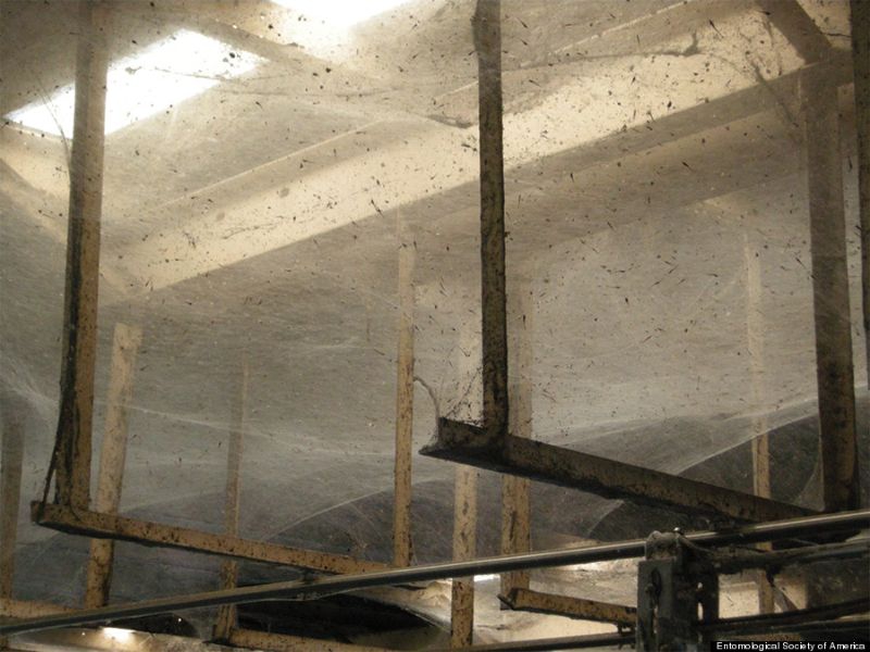 Колония из сотни миллионов пауков внутри очистных сооружений ооружение, паук