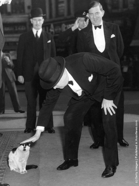 Уинстон Черчилль, любил кошек настолько, что завещал, чтобы после его смерти в резиденции всегда жили коты.