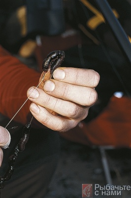 Для насаживания червей к верхнему концу иглы следует прикрепить крючок. После этого червей можно без проблем сдвинуть на крючок и поводок.
