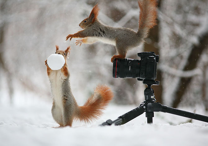 Милая фотосессия играющих белок