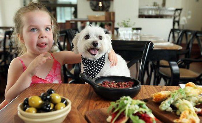 животные, собаки