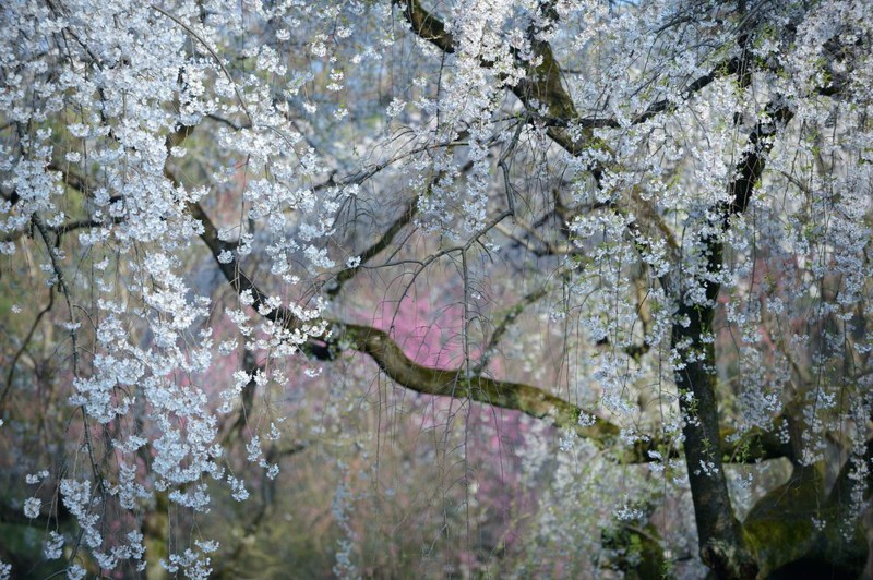 20 лучших фотографий года по версии читателей National Geographic 20 лучших фотографий года по версии читателей National Geographic
