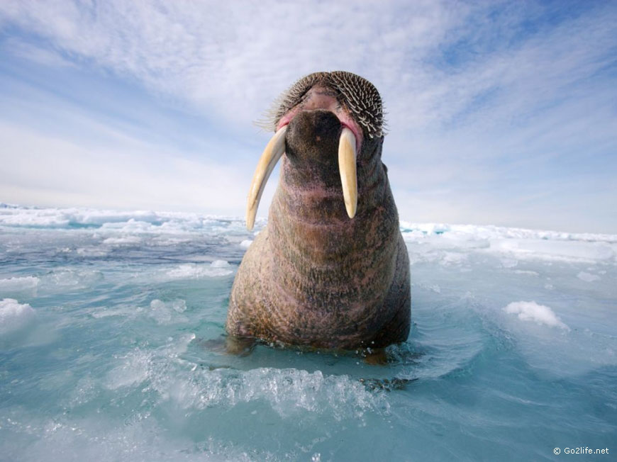 25 лучших фотографий National Geographic. Часть 1