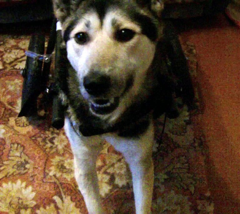 Джип очень рад новым "колесам". Фото: личная страница ВКонтакте Ларисы Аношиной 