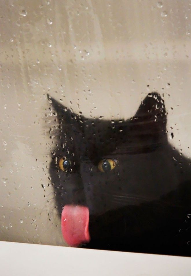 25 ЖИВОТНЫХ, КОТОРЫЕ ЛИЖУТ ОКНА — И КРАДУТ НАШИ СЕРДЦА! 25 ЖИВОТНЫХ, КОТОРЫЕ ЛИЖУТ ОКНА — И КРАДУТ НАШИ СЕРДЦА!