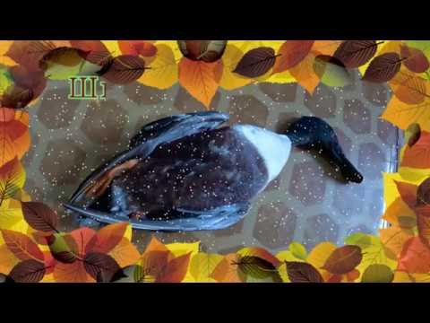 Вечерка на утку весна 2018!!! Вечерка на утку весна 2018!!!
