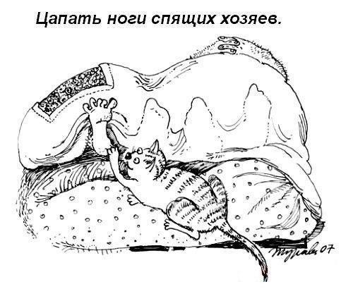 Цапать ноги спящих хозяев.