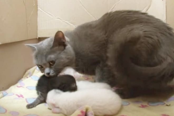 Котята с мамой Мама с детками