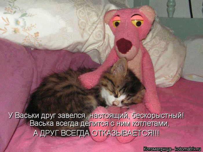 Лучшие котоматрицы недели (50 фото)