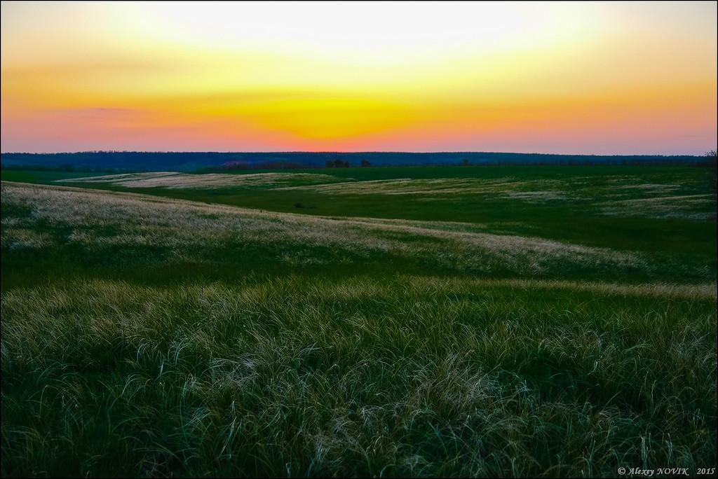 Фотопрогулки. Закат в ковыле Фотопрогулки. Закат в ковыле