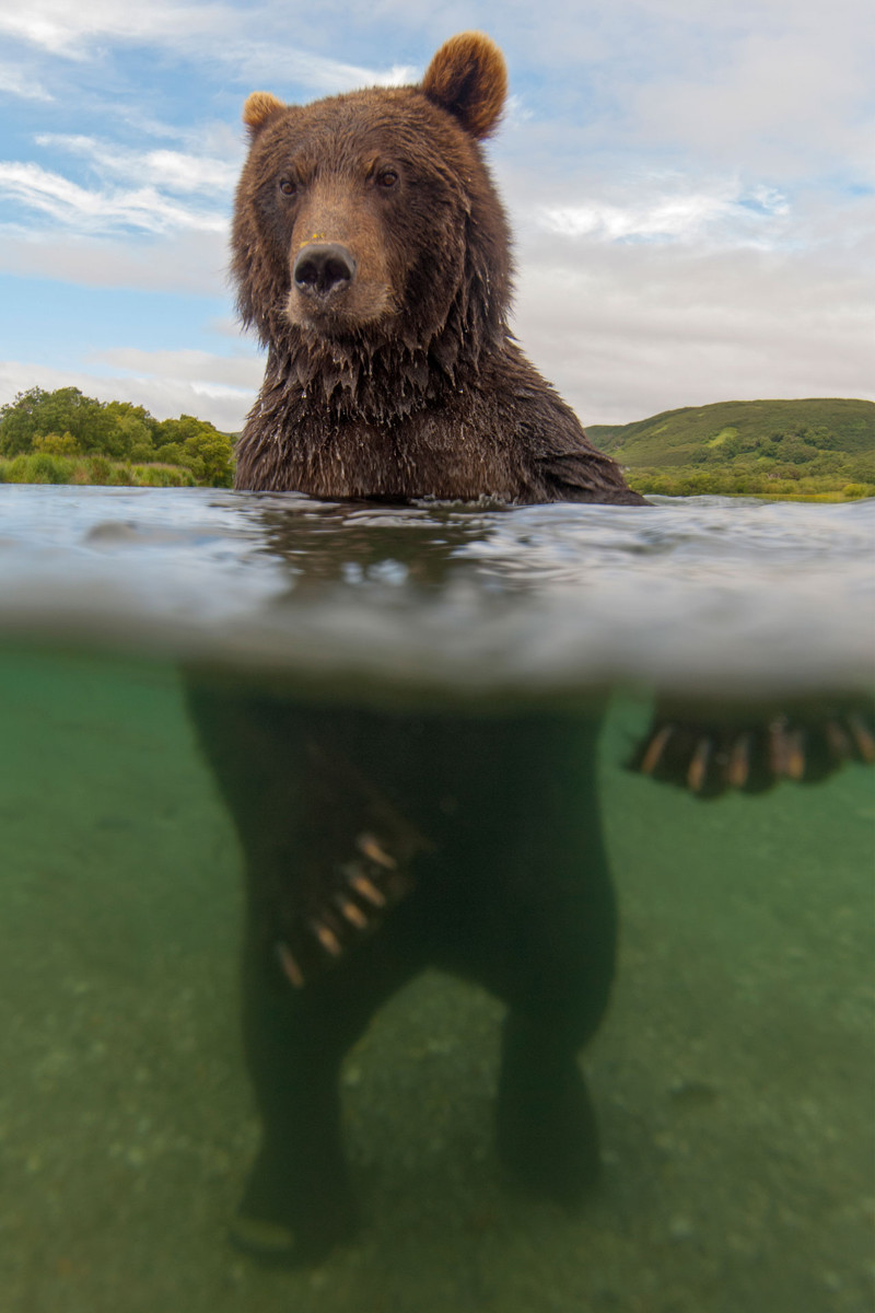 Сергей Горшков - &quot;Медвежий&quot; фотограф в мире, животные, люди, медведи, фото, фотограф