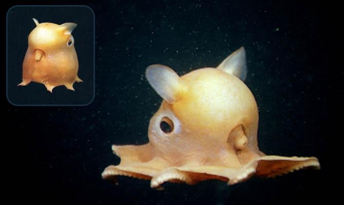 Факты - Дамбо - Grimpoteuthis Интересные факты о морских обитателях