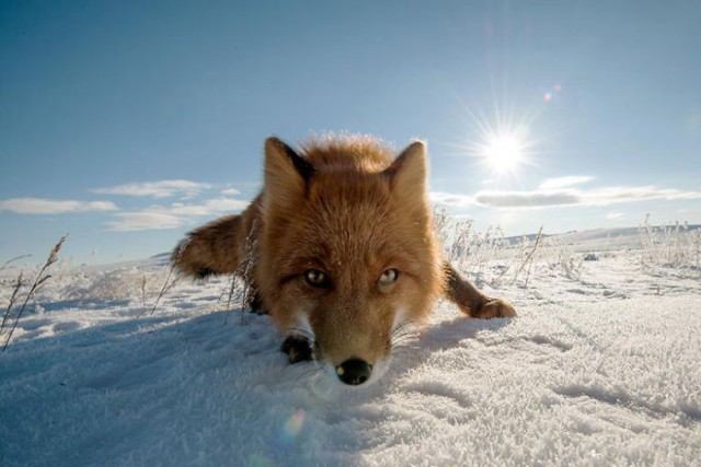 Жизнь лисиц за Полярным кругом и не только животные, лиса, фауна