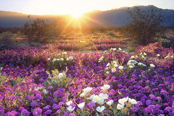 Цветущая пустыня Анца Боррего
