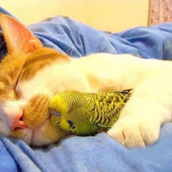 кошка и попугайчик