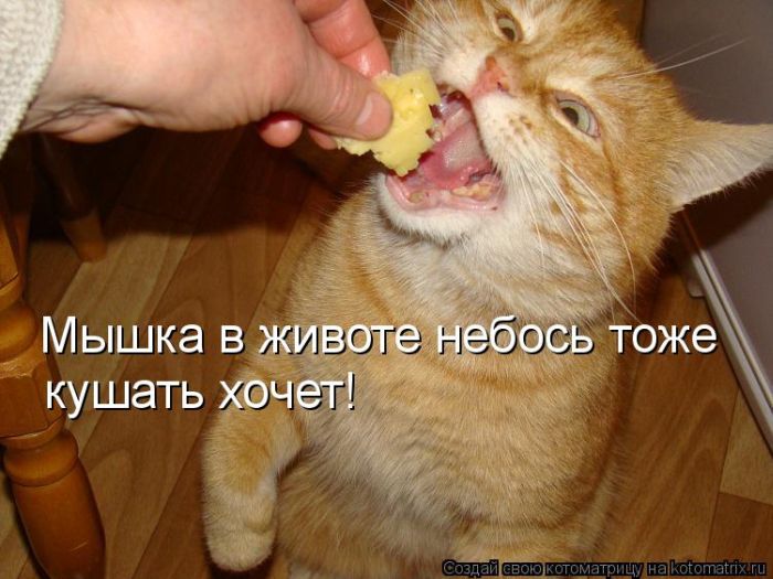 Лучшие котоматрицы недели (49 фото) Забавный котопост