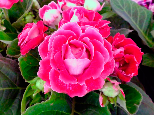 ��������� ���������� / Gloxinia speciosa