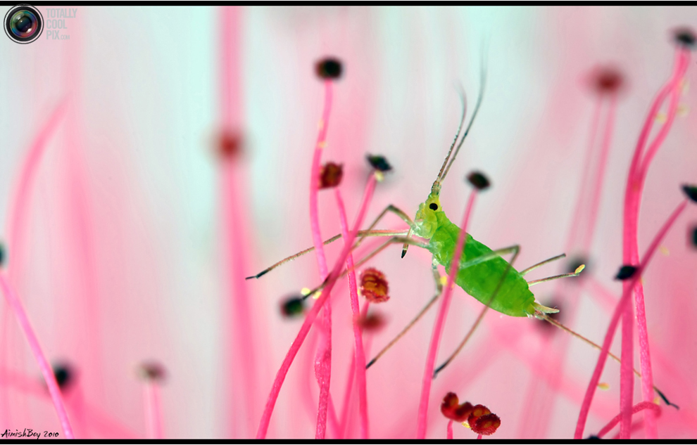 aimishboy 001 Удивительная макрофотография: неожиданно гламурные насекомые и многое другое