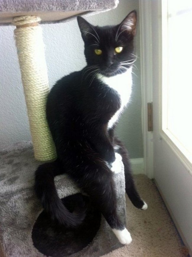 Сидячие коты