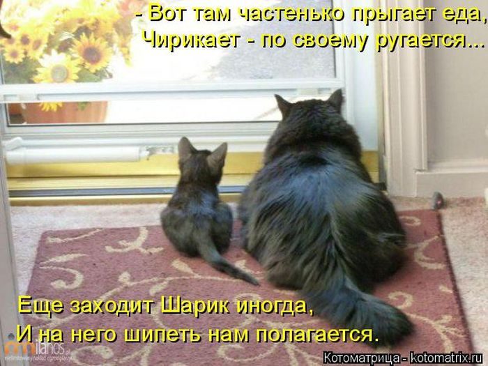 Лучшие котоматрицы недели