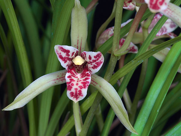 Цимбидиум мечелистный / Cymbidium ensifolium