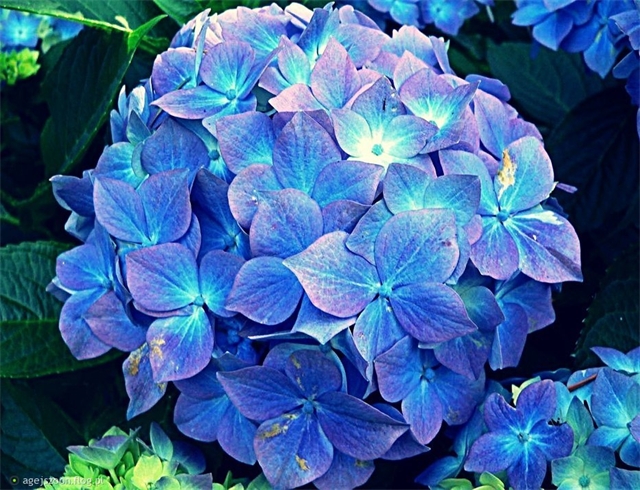 Гортензия (Гидрангея), (Hydrangea). . Описание, виды и уход …