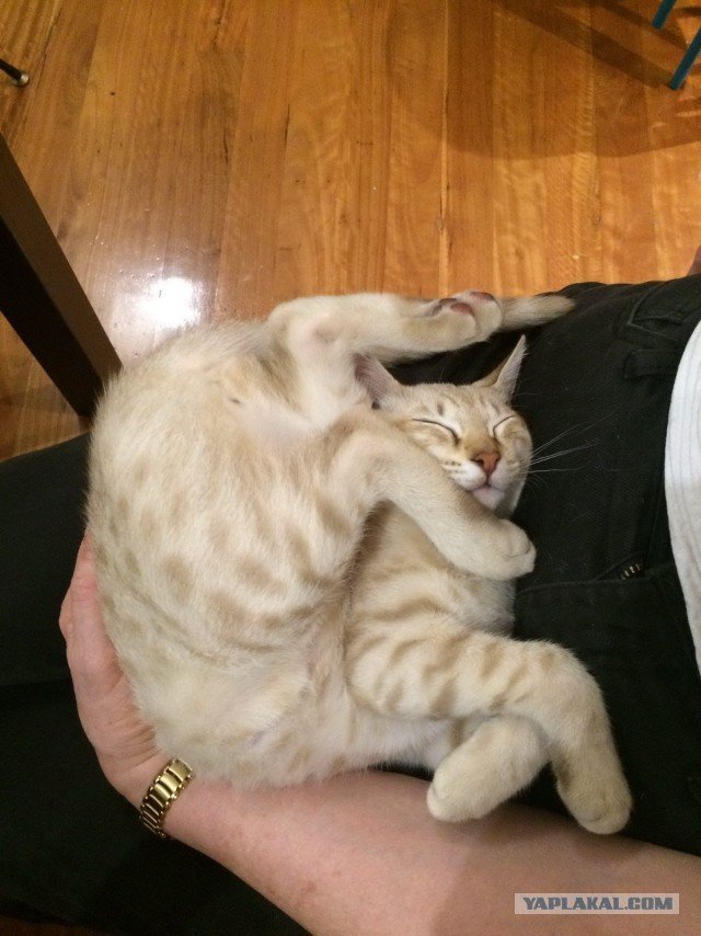 Очень усталые котики Очень усталые котики
