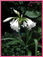 Кринум гибридный x Белая Королева (Crinum hybrid X White Queen)