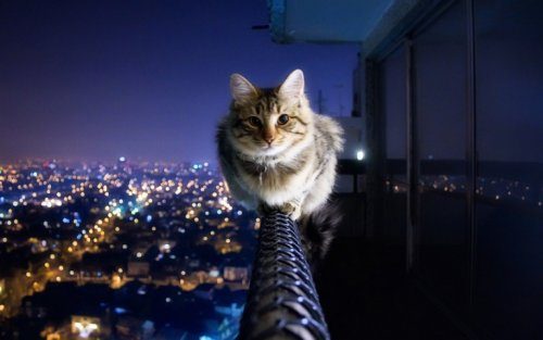 Умело балансирующие кошки...
