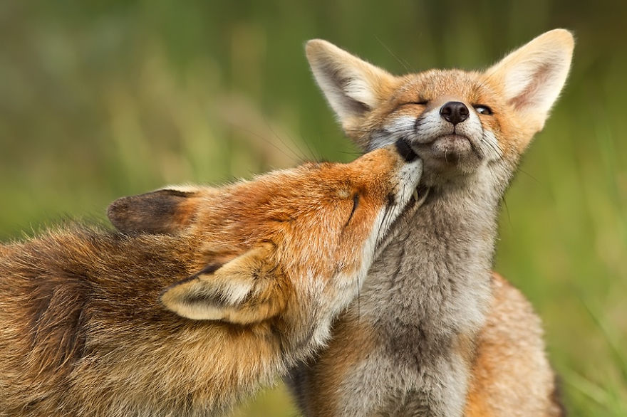 Foxy Love: Photographer Proves That Foxes Are Extremely Loving Creatures (11 Pics) Foxy Love: Photographer Proves That Foxes Are Extremely Loving Creatures (11 Pics)