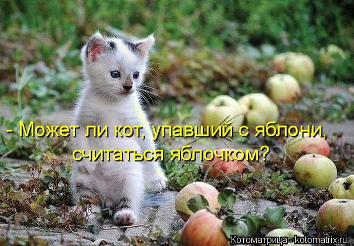 Лучшие котоматрицы недели (49 фото) Забавный котопост