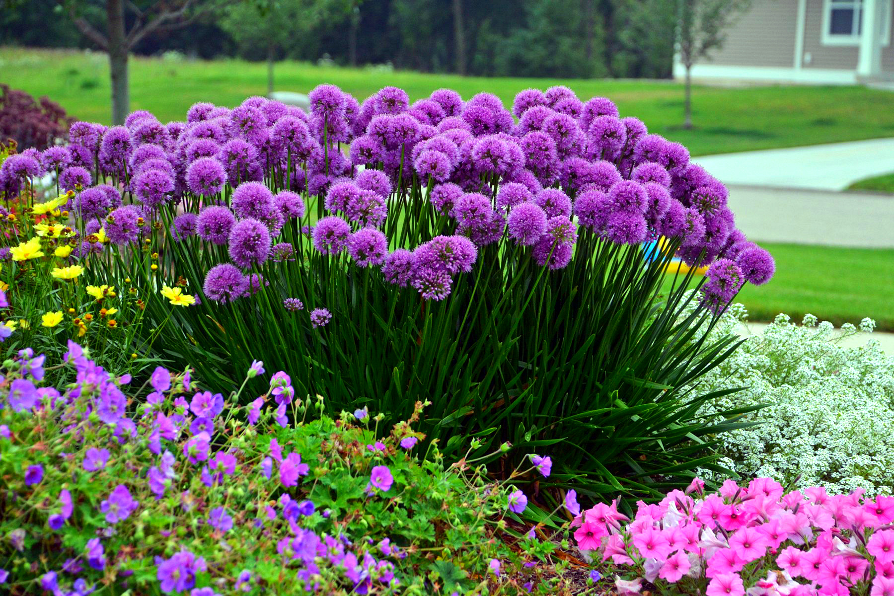 Лук шнитт (Allium schoenoprasum)