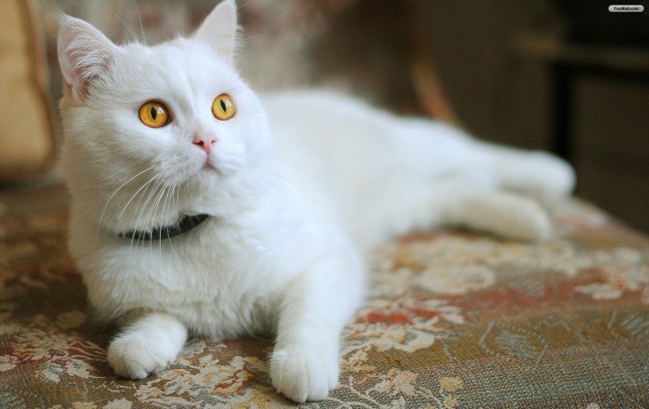 Как окрас кошки влияет на ее характер?