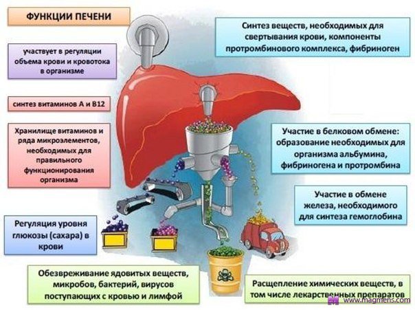 Печень. Как сохранить и восстановить Печень. Как сохранить и восстановить