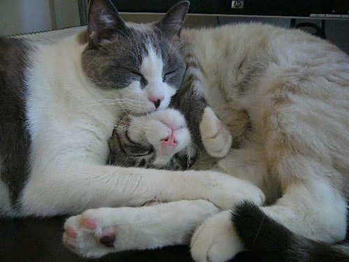Как спят коты и кошки Как спят коты и кошки...