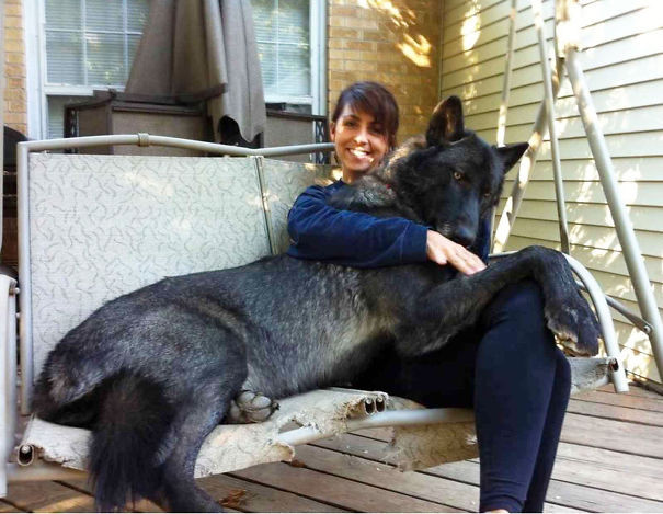 21. Гибрид черного волка размер, собака