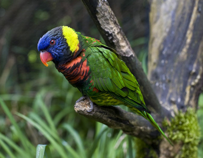 10 прекраснейших птиц планеты