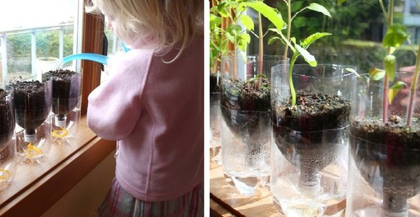 7 способов использовать пластиковые бутылки в саду .
