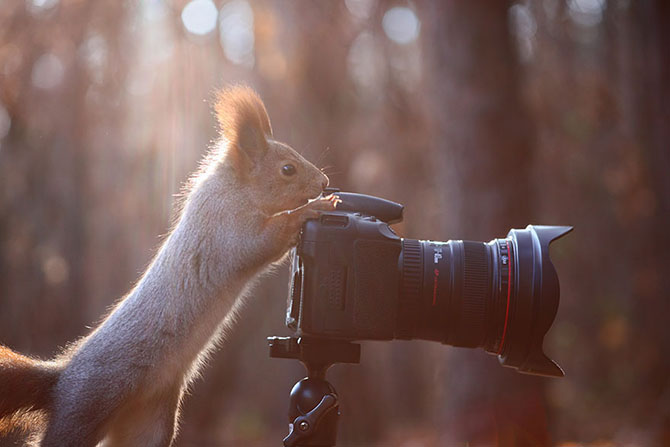 Милая фотосессия играющих белок