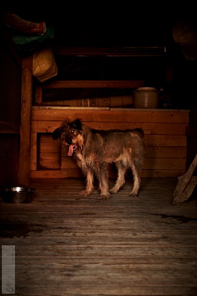 Реальность сложного, но приятного хобби. Я владелец приюта......