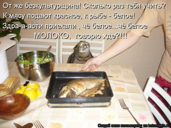 Котоматрицы (картинки с надписями)