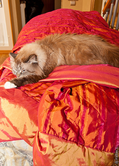 сибирский кот