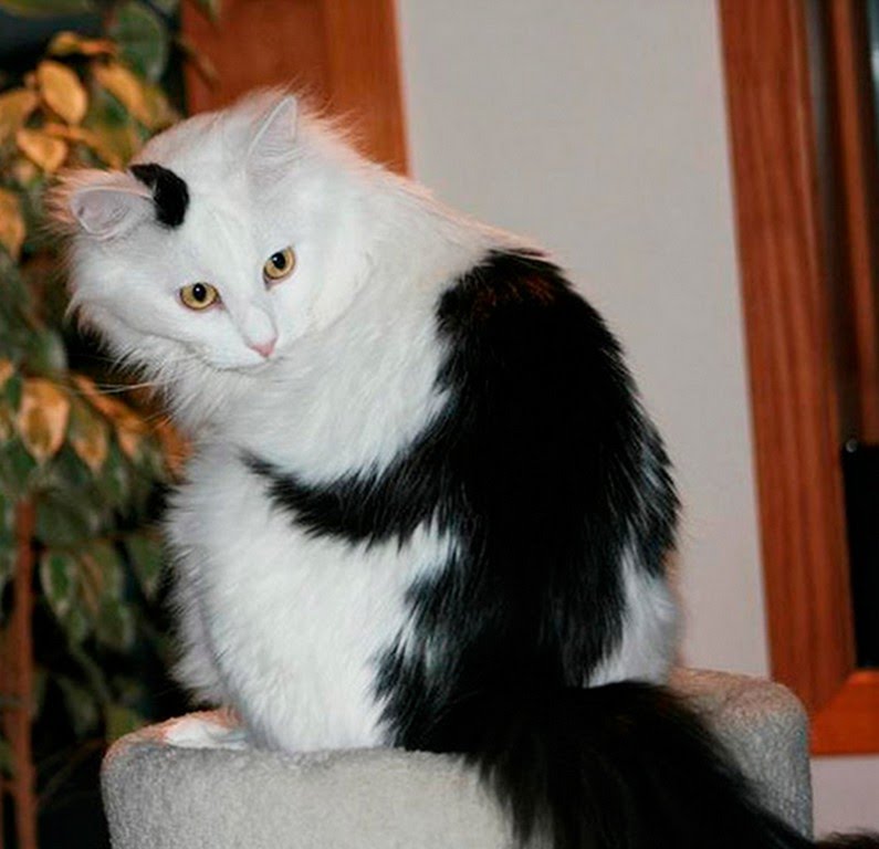 30 животных, которых природа разрисовала с юморком 30 животных, которых природа разрисовала с юморком