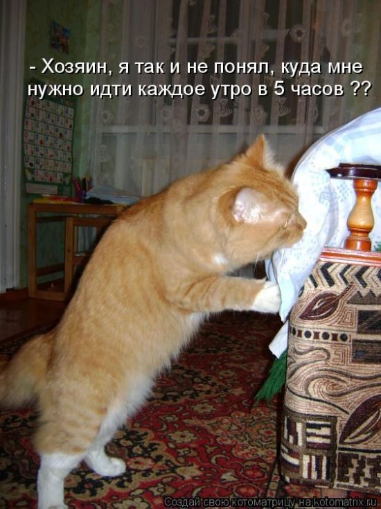 Лучшие котоматрицы недели