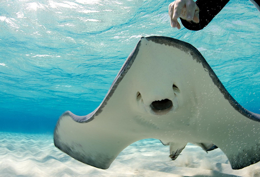 Stingray City, Grand Cayman