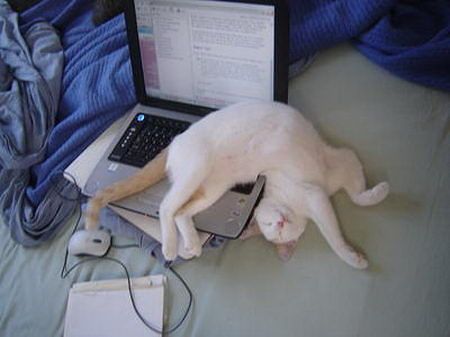 Как спят коты и кошки Как спят коты и кошки...