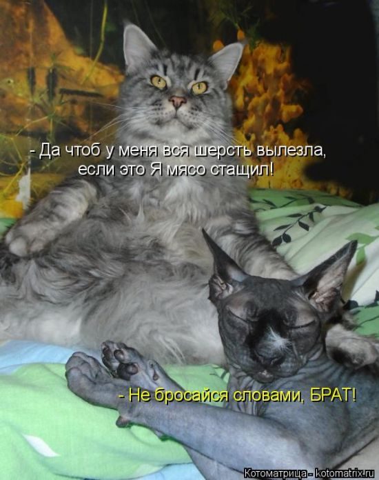 Лучшие котоматрицы недели
