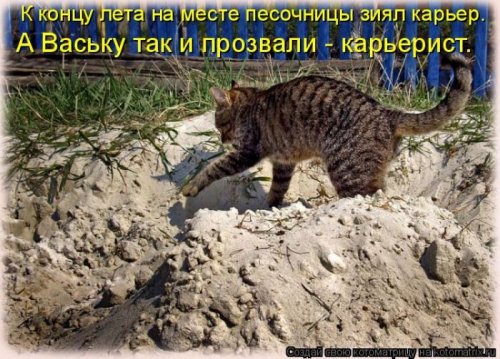 Лучшие котоматрицы недели, 25 фото