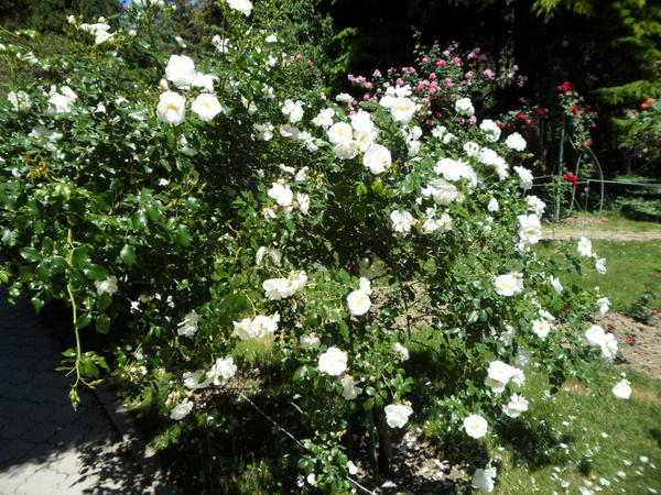 Почвопокровная роза сорт Ахтиар на штамбе