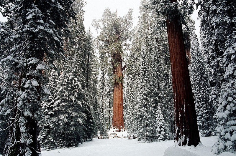 Гигантские секвойи растут в Гигантском лесу, в национальном парке «Секвойя», штата Калифорния.   Рядом с Президентом растут две секвойи меньших размеров — так называемая Группа Конгресса: они олицетворяют собой Палату представителей и Сенат. видео, гигант, дерево, интересное, природа
